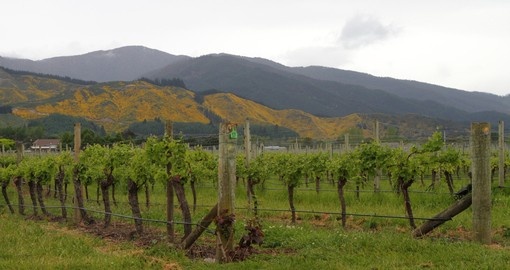 Beautiful vineyard in New Zealand