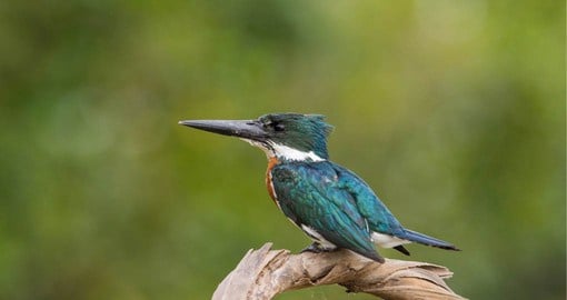 The Amazon Rain Forest is home to over 1500 species including the Kingfisher