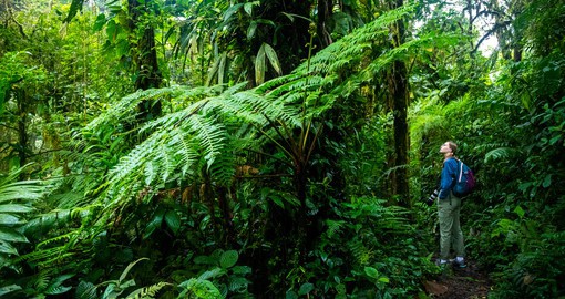 Walk through the treetops while exploring the Monteverde Cloud Forest