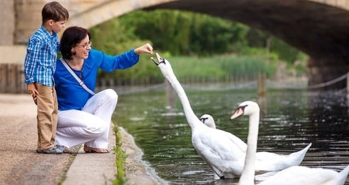 Feeding Swans