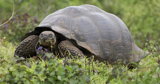 The longest living land animal Tortoise in Galapagos on your next Peruvian vacations.