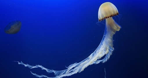 A jellyfish