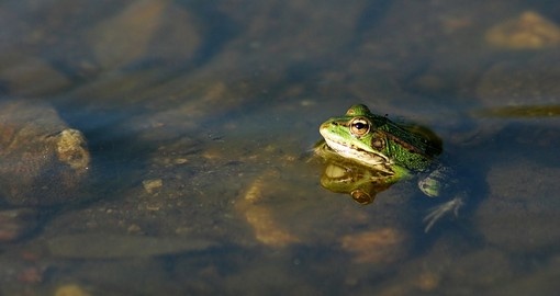 Frog enjoying the water
