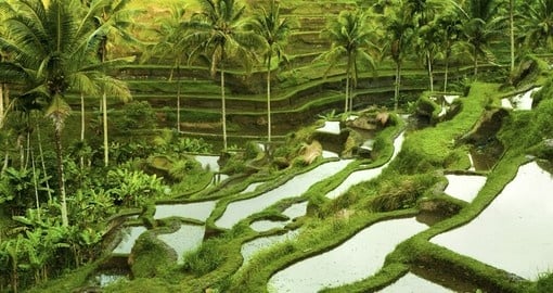 See the terrace rice fields in Ubud during your Indonesia trip.