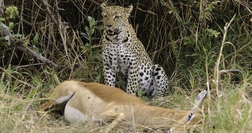Leopard with Antelope Prey