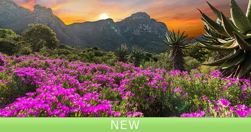Discover the rich and diverse flora & fauna of South Africa's Western Cape