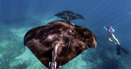 Manta rays in Ningaloo Marine Park. Image courtesy of Tourism Western Australia