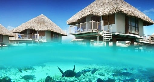 Le Meridien Bora Bora has an onsite turtle sanctuary which is easily accessible during your Trip to Bora Bora.