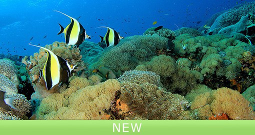 One of the seven wonders of the natural world, the Great Barrier Reef is the world's largest coral reef