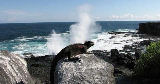 A Marine Iguana in the Galapagos