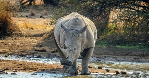 See rare Rhinos on your South Africa tour