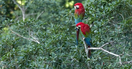Scarlet Macaws are the jungle’s most charismatic birds