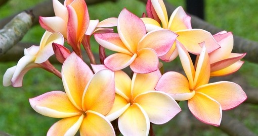 Beautiful frangipanis