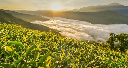Experience the taste of fresh oolong tea, grown in the mountain regions of Taiwan