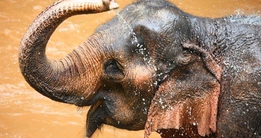Interact with elephants and learn about the efforts done to improve their lives during your Thailand Vacation.
