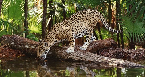 Guyana is home to a large population of Jaguars.