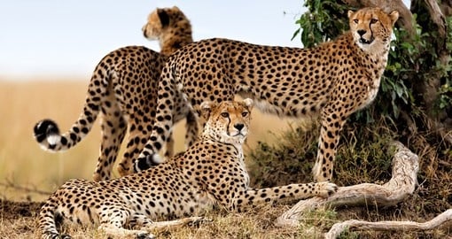 Cheeta and cubs