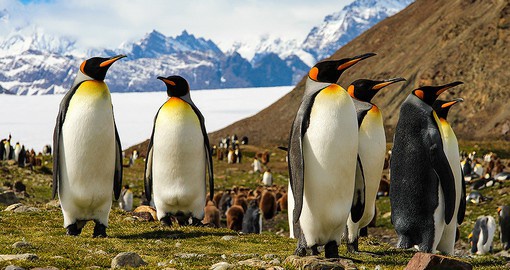 Discover the highly adapted wildlife of the polar regions