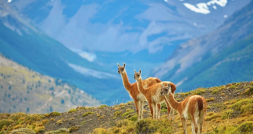 Spot local wildlife on your Patagonia tour