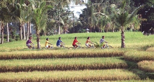 Biking through the rice fields of Asia