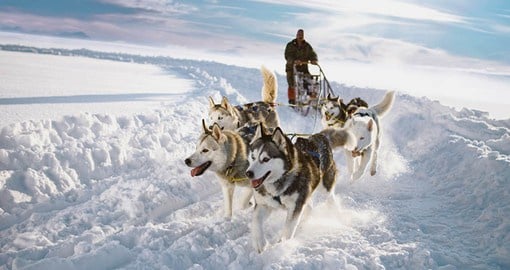 Learn the importance of the Huskies on your Finland trip