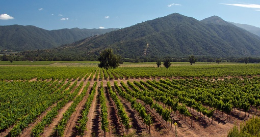 Sprawling Chilean vineyard