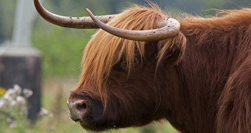 Scottish Bison