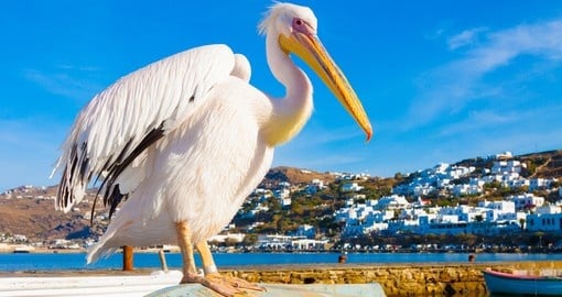 Petros the famous pelican of Mykonos Island