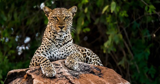 Three big cats, the lion, cheetah and African leopard call Samburu home