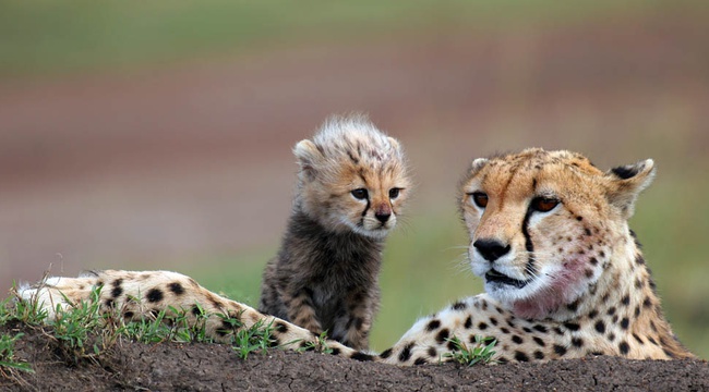 The Masai Mara is one of Africa's best destinations for seeing big cats.
