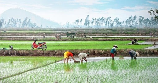 Rice planting, Bali
