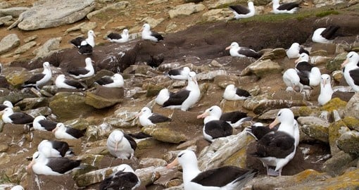 Black-browed Albatross Colony