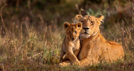 Lioness and her cub in Masai Mara