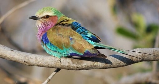 Lilac breasted Roller - Peace symbol in Africa