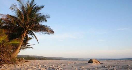 Palm tree on beach in Mozambique