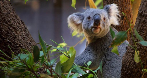 Get up close with the coolest furry buddies in Australia as you embark on an unforgettable Koala Cuddle Adventure