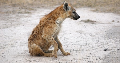 Watch young Spotted Hyena in Amboseli during your next Kenya tours.