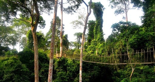 Kakum National Park Canopy Walk sits 40 meters above the rainforest's floor