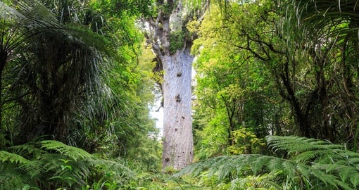 Learn about the flora and nature of one of the world's most beautiful rainforests on your New Zealand Vacation