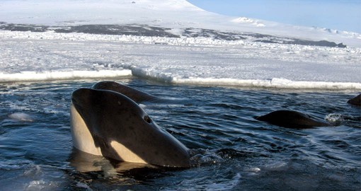 Pods of Orcas hunt in the thick ice of the Antarctic Peninsula