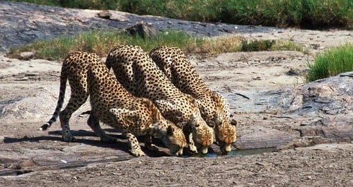 Cheetah brothers drinking from the Serengeti