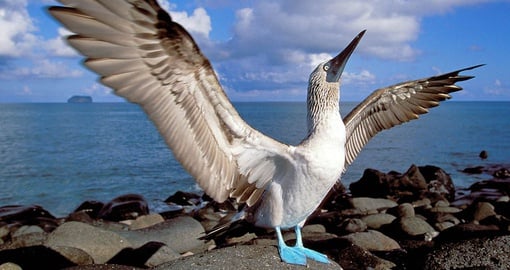 Blue Footed Booby on the Galapagos