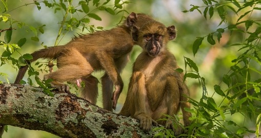Vervet Monkeys in a tree