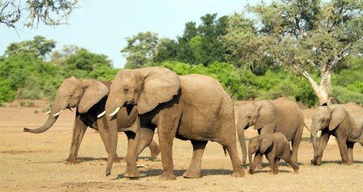 Africa’s largest mammals are by nature family orientated and may be found in herds of between 10 and 50