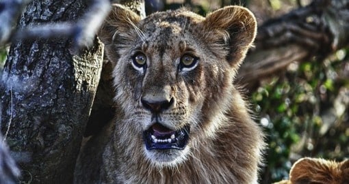 A lion, king of the park and a great photo opportunity while on your Kenyan safari.
