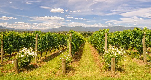 Planted in 1838, the Yarra Valley is Victoria's oldest wine region