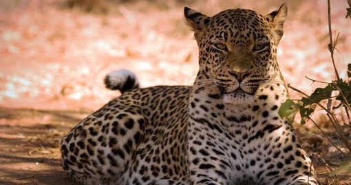 The larger mammals congregate along Lower Zambezi's valley floor