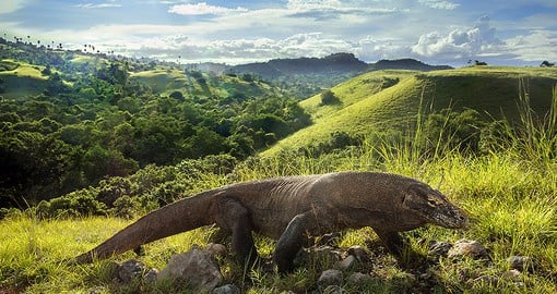 Komodo dragons are the largest living lizard species in the world