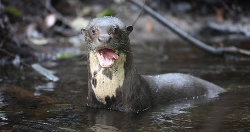 Hang out with friendly river otters on your Ecuador Tour