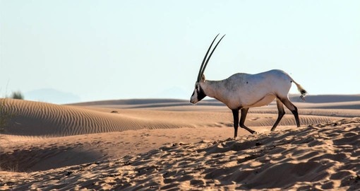 The Arabian Oryx inhabits the desert and may be seen on your Abu Dhabi vacation packages